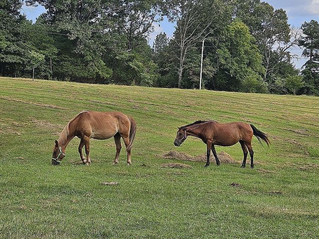 Photo of 98 County Road 518, Como, MS