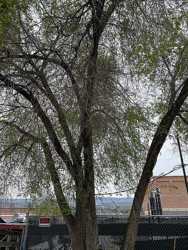 Image of 526 S Wenatchee Ave