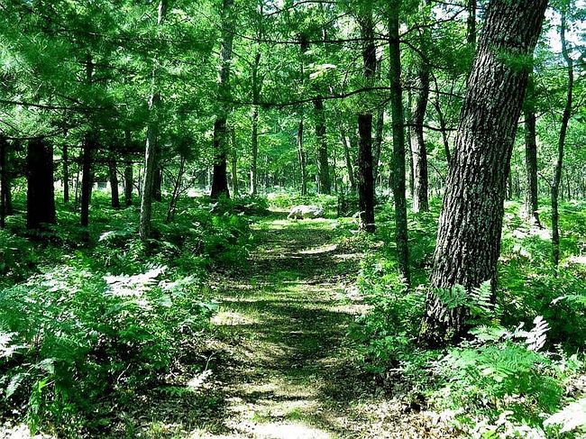 Photo of 4168 W Nine Mile Rd, Irons, MI