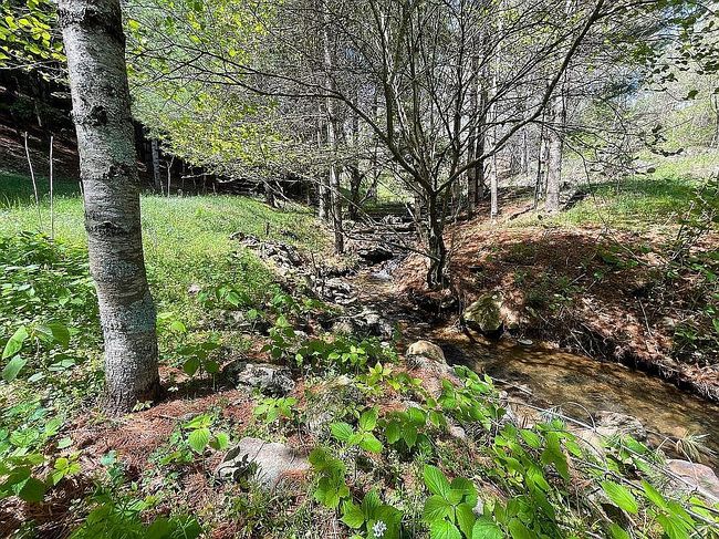 Image of 413 Low Gap Rd