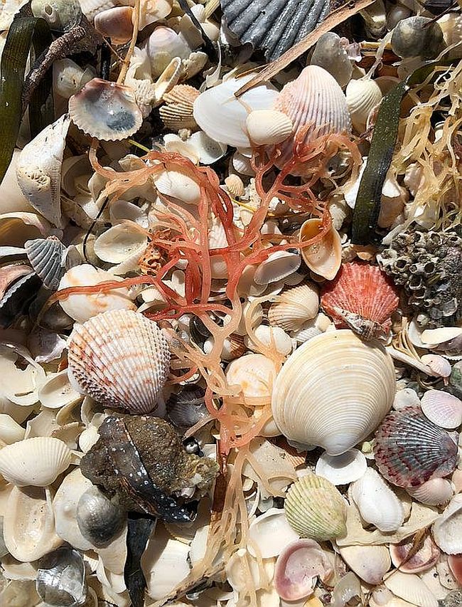 Image of 4561 Oyster Shell Dr