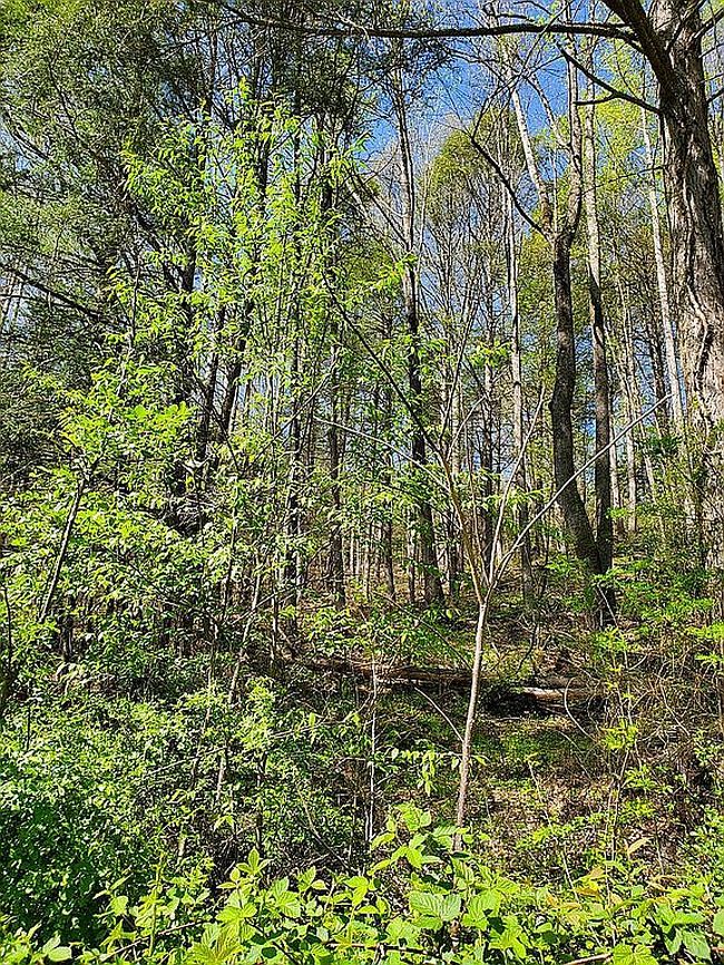 Photo of 179 Hampton Creek Rd, Roan Mountain, TN