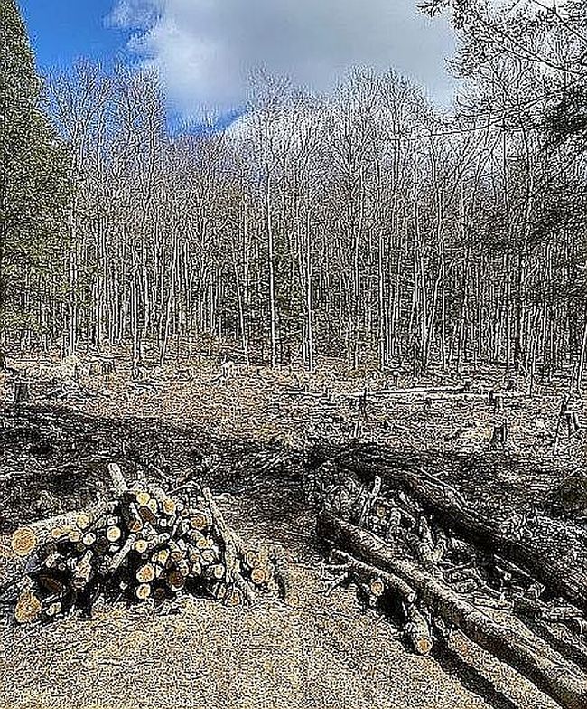 Image of 541 Taborton Rd