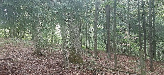 Photo of 3851-215 N Cabot Rd, Cabot, VT
