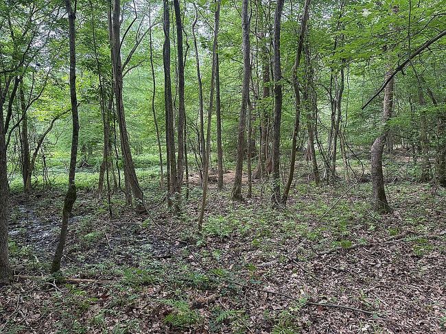 Photo of 121 Lr #33, Ashdown, AR