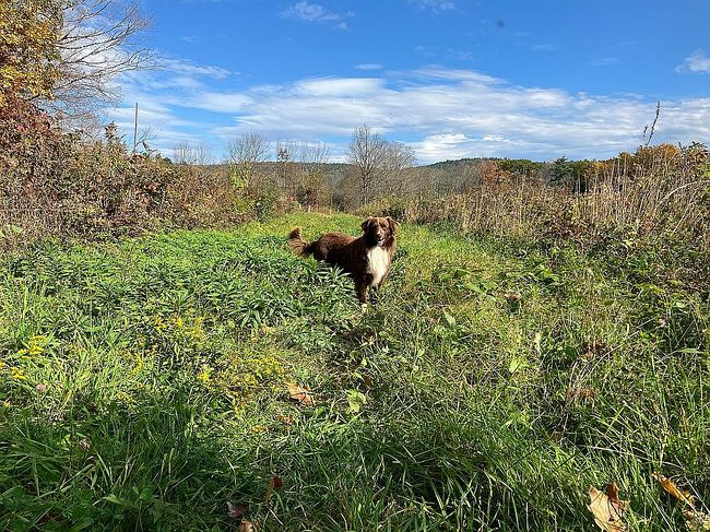 Photo of 2137 Brockways Mills Rd, Chester, VT