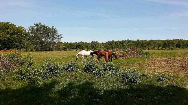 Photo of 16298 Beaver Lake Rd, Lachine, MI