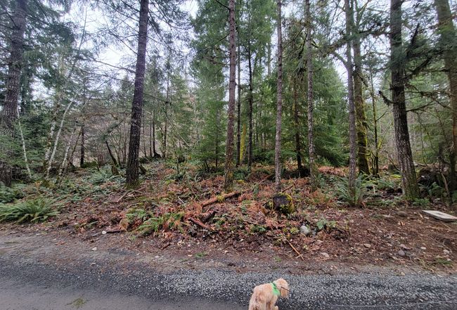 Photo of 123 Red Cedar Lane, Packwood, WA