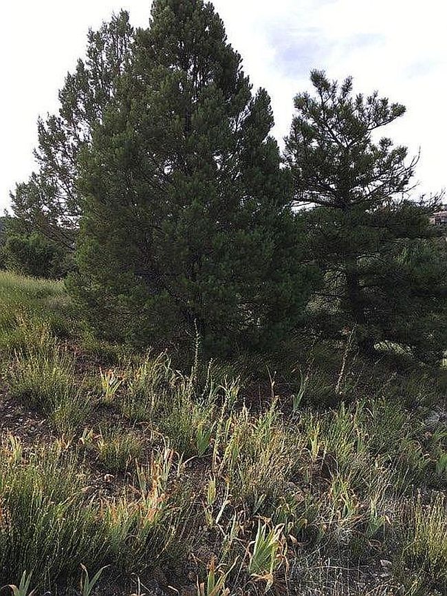 Photo of 749 S Montezuma St, Prescott, AZ