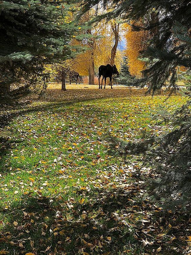 Photo of 440 Cottonwood Loop, Swan Valley, ID