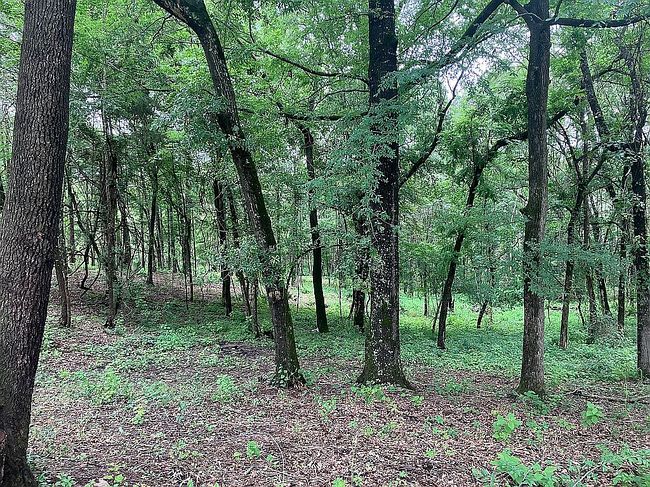 Photo of 433 Lr #736, Ashdown, AR
