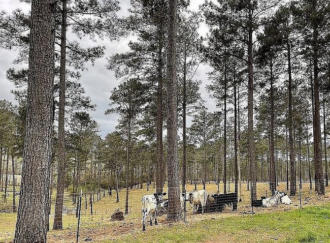 Image of 2735 County Road 6636