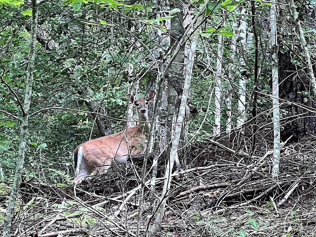 Photo of 0 Old Johnson Rd, Murphy, NC