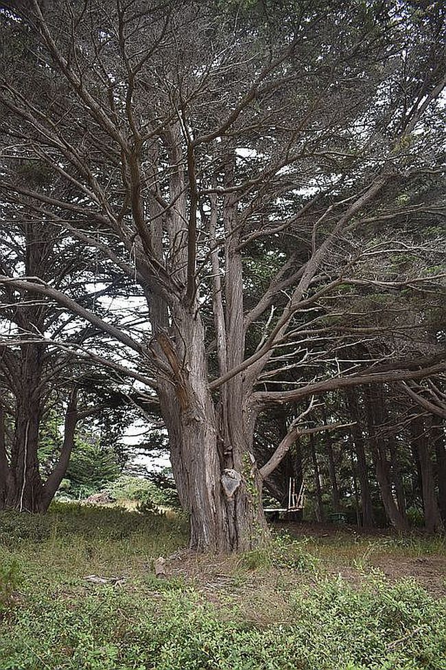 Photo of 10851 Ford St, Mendocino, CA