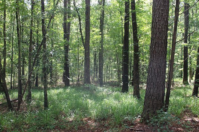 Photo of 0 Chalybeate Rd, Manchester, GA